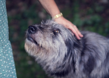 Senior Pet Tips – Dogtopia
