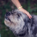 Senior Pet Tips – Dogtopia