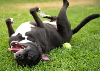 Simple Tips for Calming a Hyperactive Dog