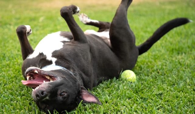 Simple Tips for Calming a Hyperactive Dog