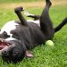 Simple Tips for Calming a Hyperactive Dog Simple Tips for Calming a Hyperactive Dog