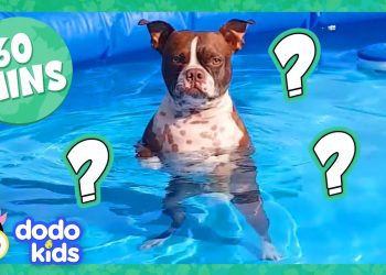 Splash Dog Gets A Mystery Gift, And More Incredible Animals! | Dodo Kids | 1 Hour Of Animal Videos