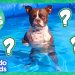 Splash Dog Gets A Mystery Gift, And More Incredible Animals! | Dodo Kids | 1 Hour Of Animal Videos