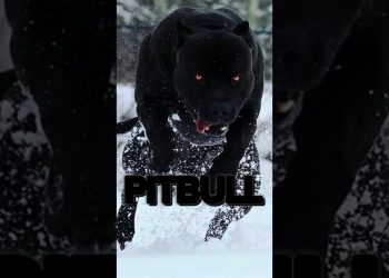 THE TOP 5 BEST GUARD DOGS!