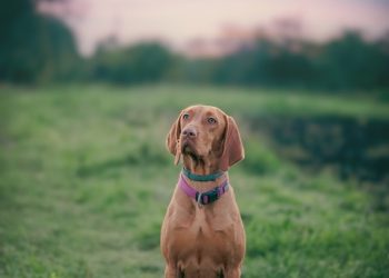 The Best Dog Breeds for Families with Children