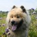 The Best Ways to Bond with Your Dog: Tips from Experts The Best Ways to Bond with Your Dog: Tips from Experts