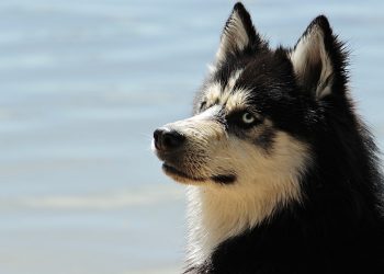 The Cutest and Most Adorable Small Dog Breeds You Need to Know About