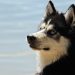 The Cutest and Most Adorable Small Dog Breeds You Need to Know About The Cutest and Most Adorable Small Dog Breeds You Need to Know About