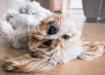 The Power of Positive Reinforcement: How to Effectively Train Your Dog