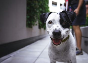 The Top 10 Cutest Puppy Breeds You Need to See