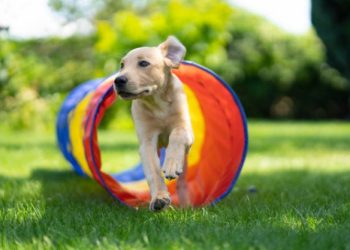 The Top 10 Smartest Dog Breeds for Agility Training