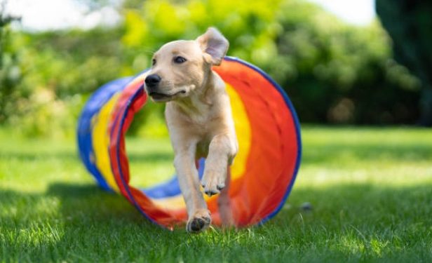 The Top 10 Smartest Dog Breeds for Agility Training