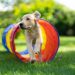 The Top 10 Smartest Dog Breeds for Agility Training The Top 10 Smartest Dog Breeds for Agility Training