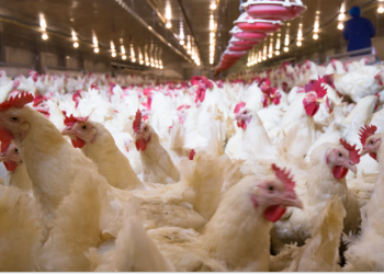 The Truth Behind Modern Chicken Farming in Canada