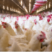 The Truth Behind Modern Chicken Farming in Canada