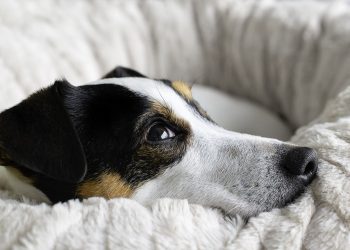 The Ultimate Guide to Solving Common Dog Behavior Problems