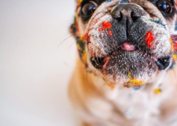 The Ultimate New Dog Owner’s Survival Guide: Tips and Tricks for Success