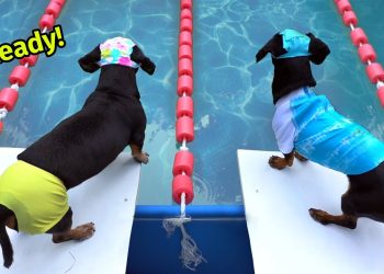 The Wienerlympics! – Cute & Funny Wiener Dog Video!
