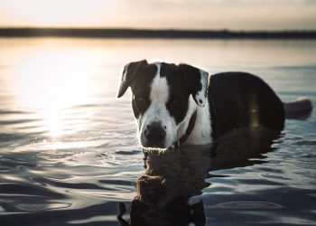 Top 10 Dog Training Tips Every Owner Should Know