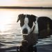 Top 10 Dog Training Tips Every Owner Should Know Top 10 Dog Training Tips Every Owner Should Know