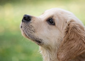 Top Dog Training Techniques Every Owner Should Know