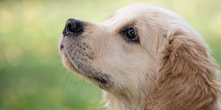 Top Dog Training Techniques Every Owner Should Know