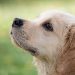 Top Dog Training Techniques Every Owner Should Know Top Dog Training Techniques Every Owner Should Know