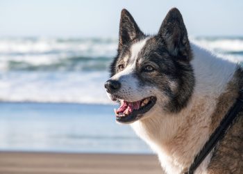 Training 101: Essential Commands Every Dog Should Know