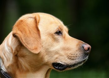 Training Your Dog for Success: Proven Methods for Obedience and Behavior