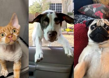 ULTIMATE Cat and Dog Videos! | FUNNIEST Pets