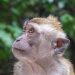 U.S. Potential ESA Listing for Macaques – NARN