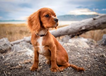 Understanding Your Dog’s Body Language: Tips for Better Communication