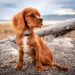 Understanding Your Dog’s Body Language: Tips for Better Communication Understanding Your Dog’s Body Language: Tips for Better Communication