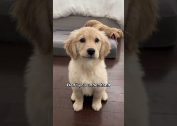 You’re NOT my mother! ☹️ #puppy #goldenretriever #puppies #dog #dogs