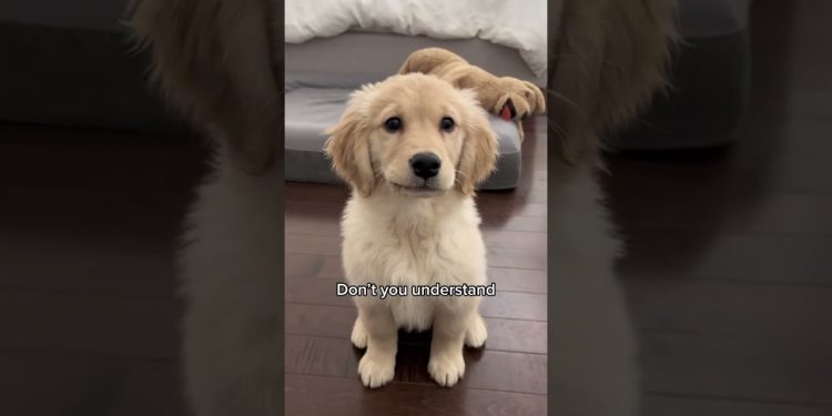 You’re NOT my mother! ☹️ #puppy #goldenretriever #puppies #dog #dogs