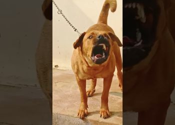 dog sound dog barking loud#shorts #viralshorts #trendingshorts