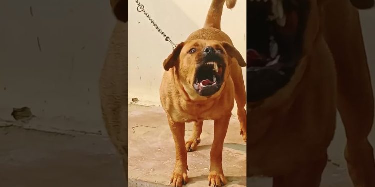 dog sound dog barking loud#shorts #viralshorts #trendingshorts