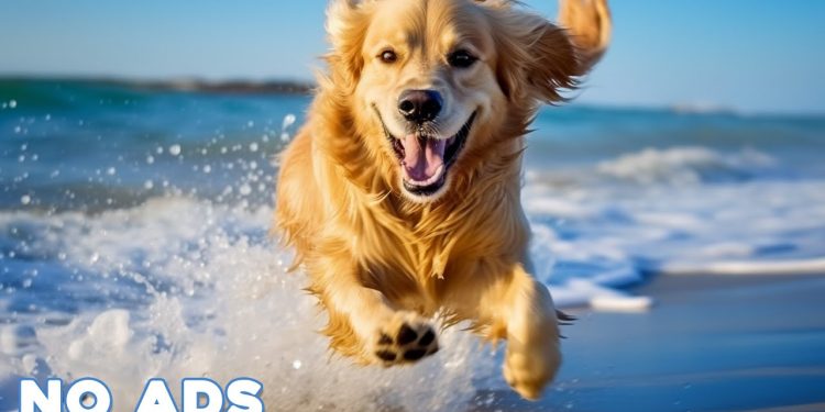 12 Hours Anti Anxiety Music for Dogs 🐶 Stress Relief Music For Dogs ♬ Calming Music For Dogs