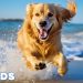 12 Hours Anti Anxiety Music for Dogs 🐶 Stress Relief Music For Dogs ♬ Calming Music For Dogs