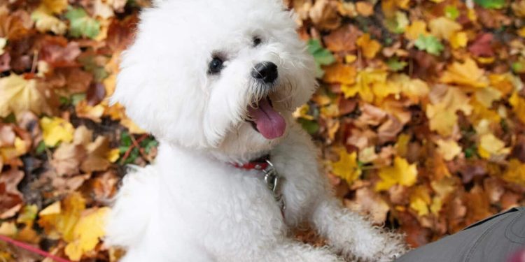 19 Dog Breeds That Can Sense When You’re Sad