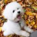 19 Dog Breeds That Can Sense When You’re Sad 19 Dog Breeds That Can Sense When You’re Sad