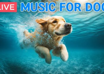 🔴 24/7, Dog TV🎵Soothing Music for Dogs🐶🩷Dog Separation Anxiety Relief and Stress Relief Music