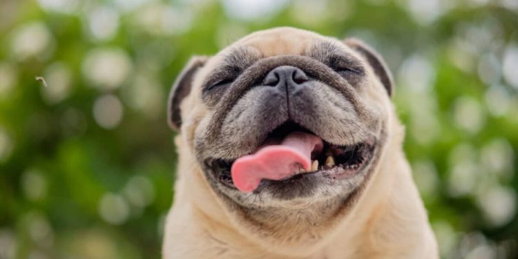 9 Funny Dog Habits That Will Instantly Brighten Your Day