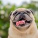 9 Funny Dog Habits That Will Instantly Brighten Your Day