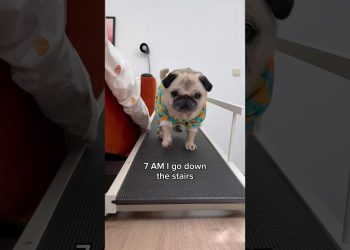 A VERY busy morning in Loulou’s life 😂 (Song by The Holderness Fam) #pug #dog #shorts