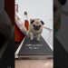 A VERY busy morning in Loulou’s life 😂 (Song by The Holderness Fam) #pug #dog #shorts A VERY busy morning in Loulou’s life 😂 (Song by The Holderness Fam) #pug #dog #shorts