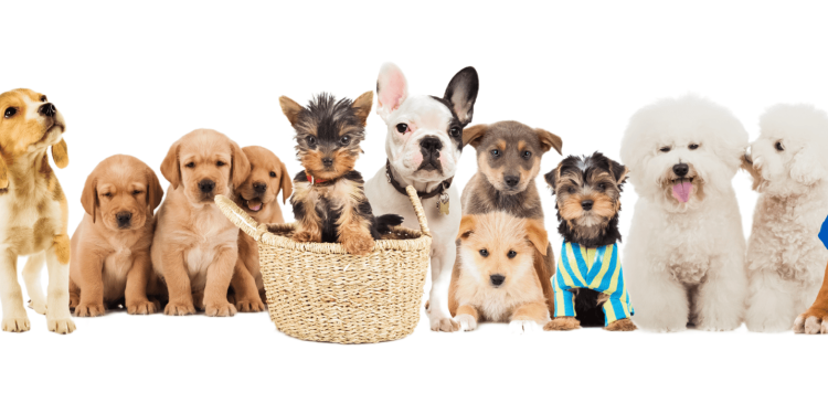 Best Small Dog Breeds in India for First-Time Pet Owners