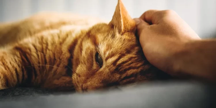 Can a Cat Be My Emotional Support Animal?