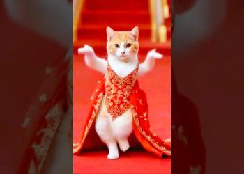 Cute Cat Dancing Video (2)😺😍 #cat #dog #dogdance #catdance