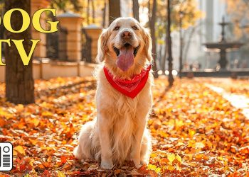 DOG TV: Video Entertain Keep Your Dog Calm When Home Alone – 12 Hrs Deep Anti Anxiety Music for Dog